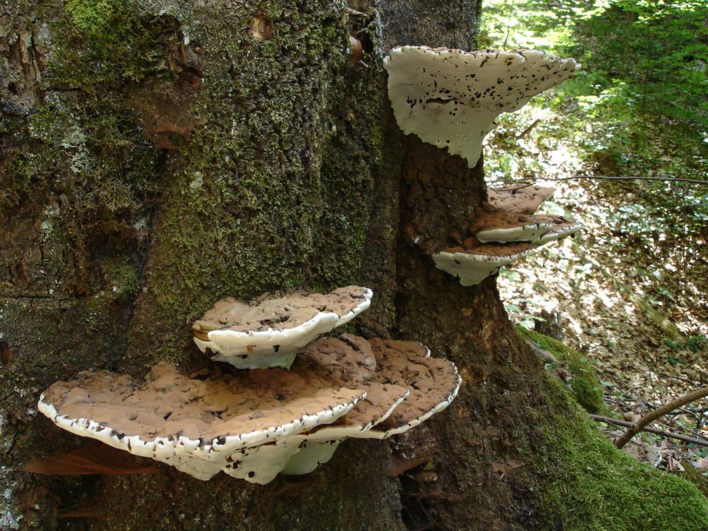 Ganoderma lipsiense? (Ganoderma sp.)